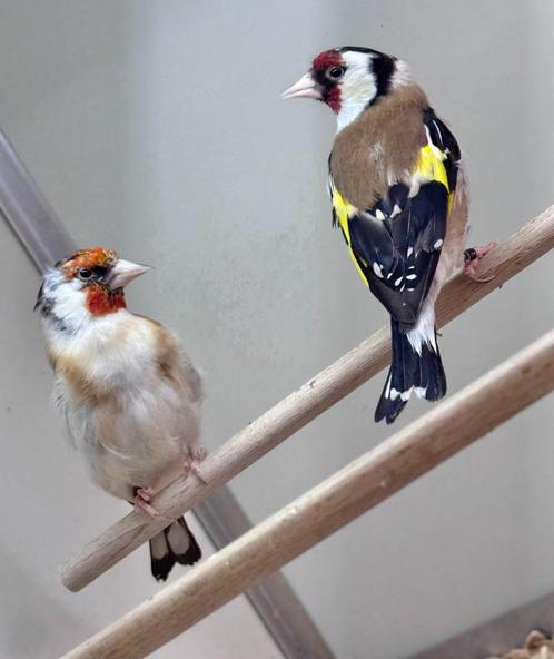Majoor putters, Dieren en Toebehoren, Vogels | Overige Vogels, Wildzangvogel, Meerdere dieren, Geringd