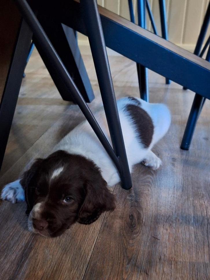 Engelse Springer Spaniel reutjes met stamboom, Dieren en Toebehoren, Honden | Retrievers, Spaniëls en Waterhonden, Reu, Spaniël