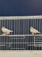 Zebravink koppel, Dieren en Toebehoren, Vogels | Overige Vogels, Meerdere dieren, Tropenvogel, Geringd