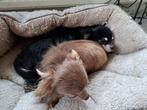 2 chihuahua's, Dieren en Toebehoren, Honden | Chihuahua's en Gezelschapshonden, Particulier, Rabiës (hondsdolheid), Meerdere, Teef