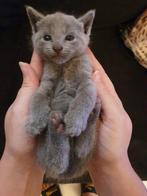 Blauwe Rus, Witte Rus kittens met Stamboom, Dieren en Toebehoren, Katten en Kittens | Raskatten | Korthaar, Meerdere dieren, Gechipt