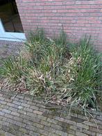 Pampas gras Cortaderia  9 stuks, Tuin en Terras, Planten | Tuinplanten, Zomer, Ophalen