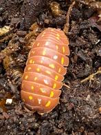 Armadillidium frontetriangulum ‘Orange’, Overige soorten