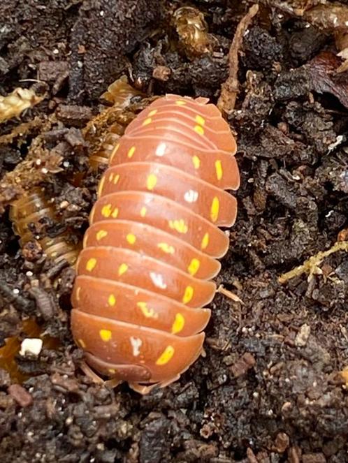 Armadillidium frontetriangulum ‘Orange’, Dieren en Toebehoren, Insecten en Spinnen, Overige soorten