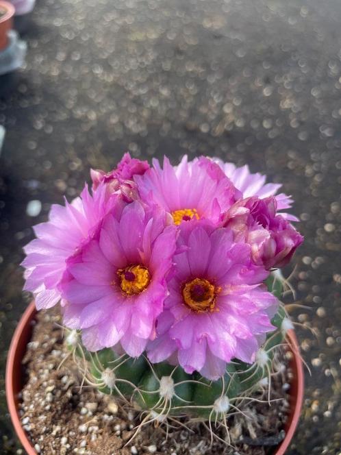 Open dag zaterdag 3 MEI  Caudex en 25000m2 cactus plezier, Huis en Inrichting, Kamerplanten, Cactus, Minder dan 100 cm, Volle zon