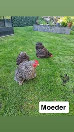Krielhanen, Dieren en Toebehoren, Pluimvee, Mannelijk, Kip