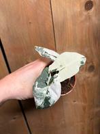 Alocasia frydek variegata plant albo white wit mint marble, Huis en Inrichting, Kamerplanten, Ophalen of Verzenden, Halfschaduw