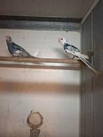 Koppel blauwbonte pennant rosella's, Dieren en Toebehoren, Vogels | Parkieten en Papegaaien, Meerdere dieren, Parkiet, Geringd