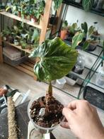Philodendron mamei kneusje, Huis en Inrichting, Kamerplanten, Ophalen of Verzenden, Overige soorten, Minder dan 100 cm