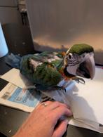 Catalina ara te koop!, Dieren en Toebehoren, Meerdere dieren, Papegaai, Geringd