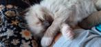 Ragdoll/heilige birmaan kittens, Dieren en Toebehoren, Katten en Kittens | Raskatten | Langhaar, Kater, Ontwormd, 0 tot 2 jaar