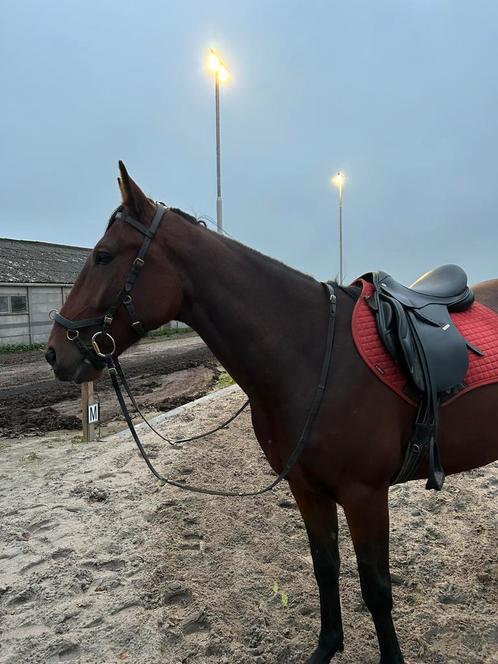 7-jarige ruin voor de recreatie, Dieren en Toebehoren, Paarden, Ruin, 7 tot 10 jaar, Recreatiepaard, Gechipt, Ontwormd, Ingeënt