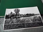 Oude ansichtkaart HoLands landschap met tekst op rijm, Ophalen of Verzenden, 1980 tot heden, Ongelopen, Noord-Holland
