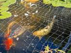 Te koop diversen koi's, Dieren en Toebehoren, Karper of Koi