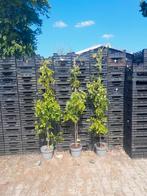 Wisteria sinensis profilic  geënte blauwe regen, Tuin en Terras, Ophalen, Zomer, Volle zon, Overige soorten