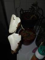 Zeldzame Albo Monstera stek, Overige soorten, In pot, Minder dan 100 cm, Groene kamerplant