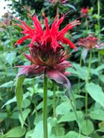 Monarda ‘Cambridge Scarlet’, Ophalen, Zomer, Volle zon