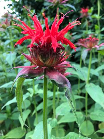 Monarda ‘Cambridge Scarlet’ beschikbaar voor biedingen