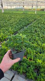 Hypericum Calycinum - 9cm pot - vaste plant - uniek, Bodembedekkers, Vaste plant, Ophalen of Verzenden, Bloeit niet