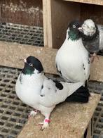 Kelebek duiven, Dieren en Toebehoren, Vogels | Duiven, Meerdere dieren, Postduif