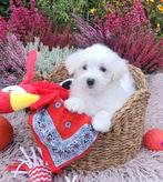 Leuke maltezer pups te koop!, Parvo, Maltezer, 8 tot 15 weken, Meerdere