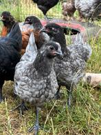 Australorp hennen, Dieren en Toebehoren, Pluimvee, Kip