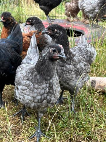 Australorp hennen beschikbaar voor biedingen