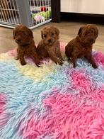 Toy Poedel pups 🐩🐩🐩 ophalen Sinteklaas laatste 3 reu !!, Dieren en Toebehoren, Keeshond, Reu, CDV (hondenziekte), 8 tot 15 weken