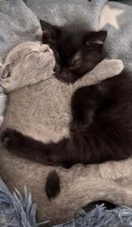 Kitten en katten oppas, Ophalen of Verzenden, 1980 tot heden, Hond of Kat