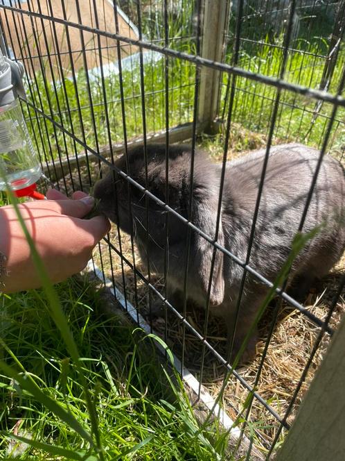 Mooi nhd konijn zoekt fijn huisje, Dieren en Toebehoren, Konijnen, Mannelijk