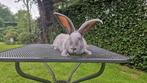 Lotharinger groot konijn ram, Dieren en Toebehoren, Mannelijk, Groot, 0 tot 2 jaar