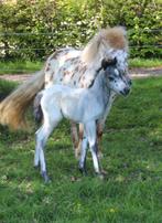 Te koop stoer fewspot Appaloosa hengstveulen, Dieren en Toebehoren, Pony's, Gechipt, 0 tot 2 jaar, Hengst, B pony (1.17m tot 1.27m)