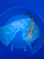 Mooie koi, Dieren en Toebehoren, Vissen | Vijvervissen, Karper of Koi