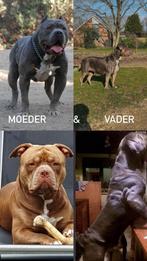 American bulls xxl /xl, Dieren en Toebehoren, CDV (hondenziekte), 8 tot 15 weken, Eén hond, Nederland