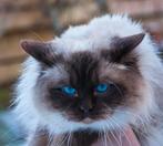 Dekkater, Ragdoll chocolate point kampioen!, Dieren en Toebehoren, Katten en Kittens | Raskatten | Langhaar, Kater, Gechipt, 3 tot 5 jaar