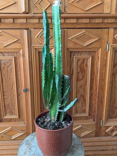 Euphorbia trigona – 52 cm, Huis en Inrichting, Kamerplanten, Overige soorten, Minder dan 100 cm, Ophalen of Verzenden