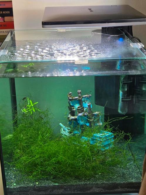 Qubiq 60 aquarium compleet, Dieren en Toebehoren, Vissen | Aquaria en Toebehoren, Zo goed als nieuw, Gevuld zoetwateraquarium