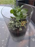 Terrarium met diverse planten in glazen vaas, Huis en Inrichting, Kamerplanten, Ophalen, Overige soorten, Halfschaduw, In pot