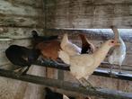 Hennen kleurleggers, marans, olijflegger, araucana, Dieren en Toebehoren, Pluimvee, Vrouwelijk, Kip