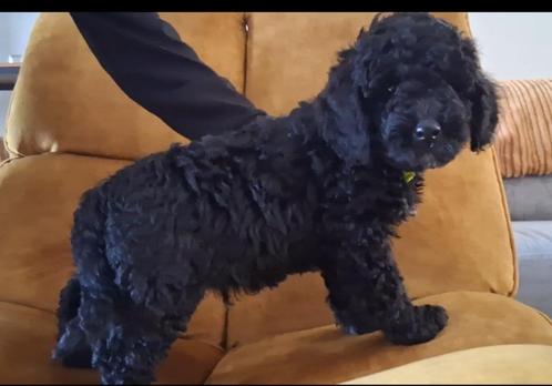 NOG 1 sociale, slimme, gezonde en aussie doodle pup, medium, Dieren en Toebehoren, Honden | Niet-rashonden, Middel, Reu, Particulier