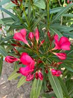 Orleander struik groot 140 cm rood, Volle zon, Vaste plant, Zomer, Ophalen