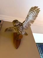 Taxidermie/opgezette steenuil, Ophalen of Verzenden, Gebruikt, Vogel, Opgezet dier