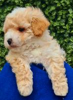 Prachtige maltipoo pups🩷Binnen ons gezin grootgebracht, Overige rassen, CDV (hondenziekte), 8 tot 15 weken, Meerdere
