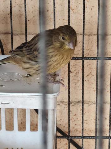 3 jonge kanaries, waarvan 1 met kuifje  beschikbaar voor biedingen
