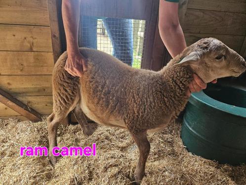Schapen lammetjes voorjaar 2025, Dieren en Toebehoren, Schapen, Geiten en Varkens, Schaap, Meerdere dieren, 0 tot 2 jaar