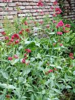 zaden Centranthus ruber, Verzenden, Voorjaar, Volle zon, Zaad
