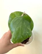 Hoya balaensis SRQ3191, Ophalen of Verzenden, Overige soorten, Minder dan 100 cm