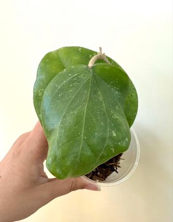 Hoya balaensis SRQ3191 beschikbaar voor biedingen