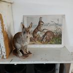 *** schoolplaat Haas - Pasen - Paashaas ***, Antiek en Kunst, Curiosa en Brocante, Ophalen of Verzenden