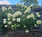 Pluim hortensia op stam, Tuin en Terras, Planten | Tuinplanten, Ophalen, Zomer, Overige soorten, Halfschaduw